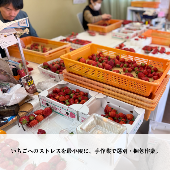 オリジナルブランドいちご 甘園房 270g×4パック