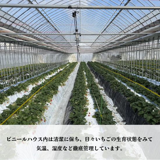 オリジナルブランドいちご 甘園房 270g×4パック